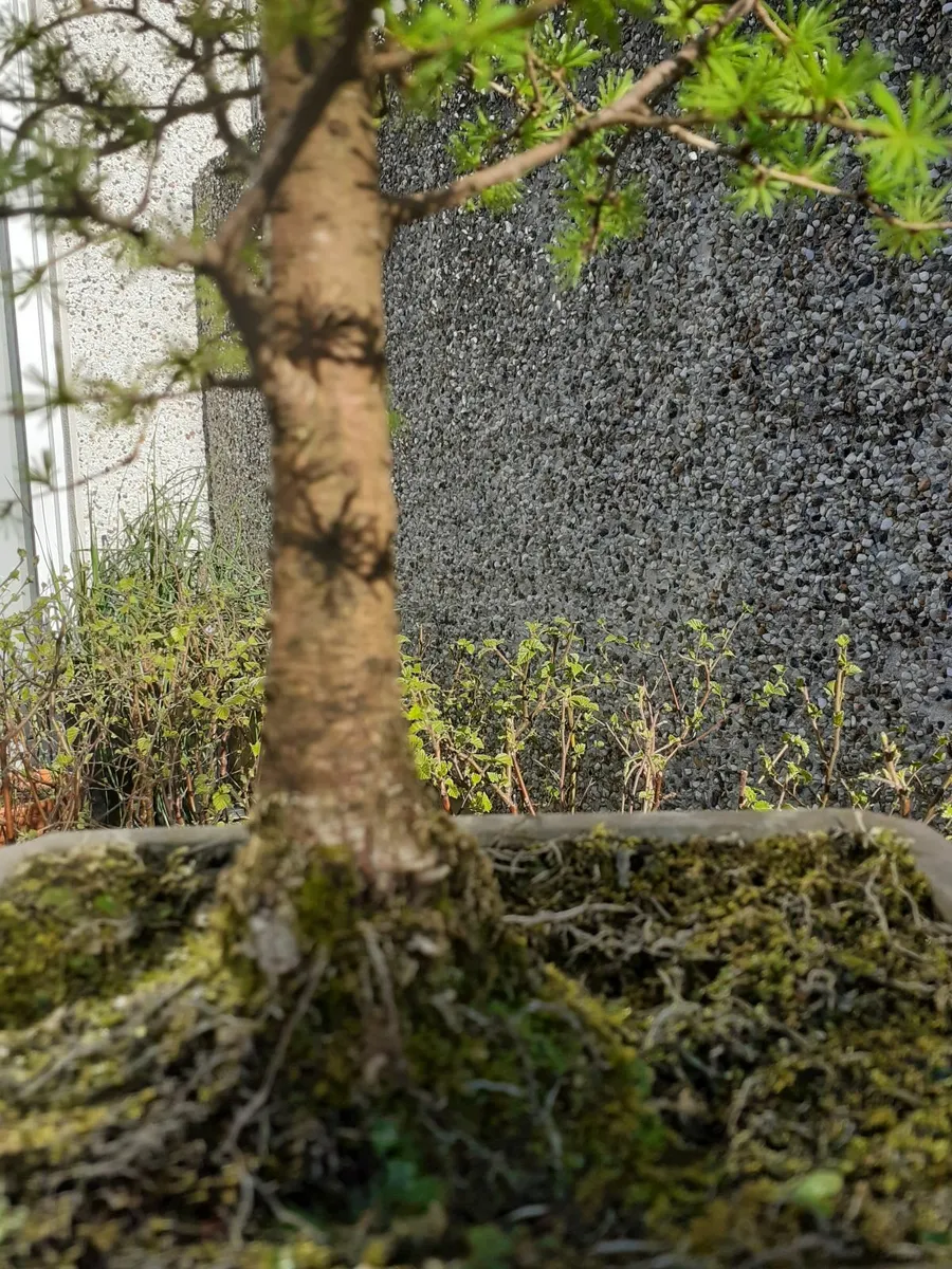 Bonsai Trees - Image 3