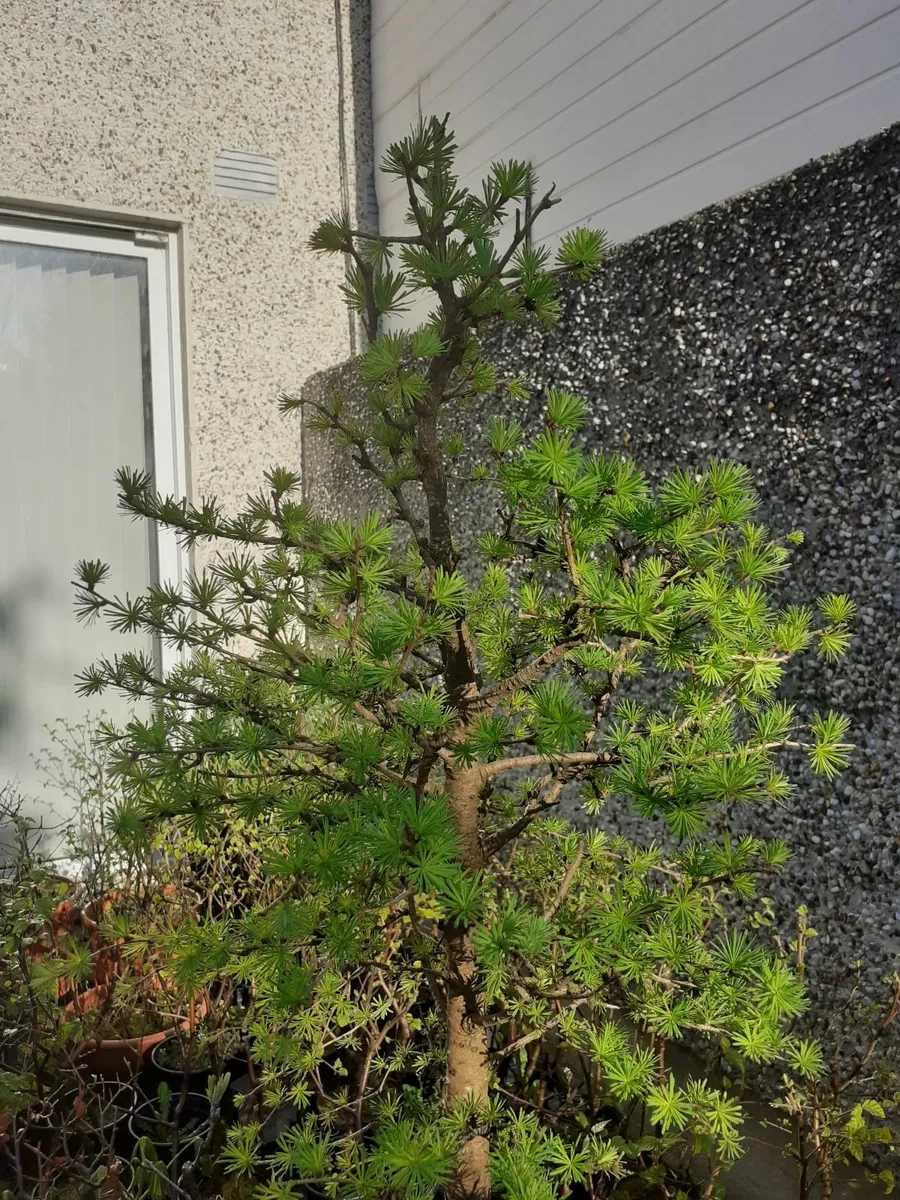 Bonsai Trees - Image 2