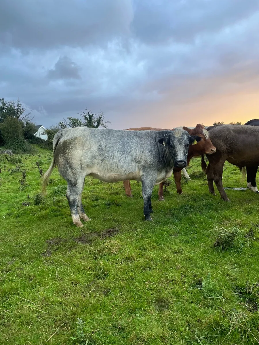 Heifers - Image 1