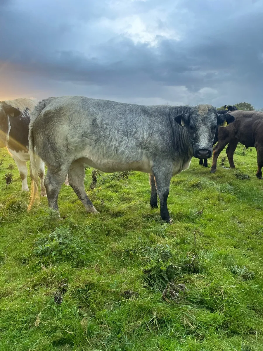Heifers - Image 2
