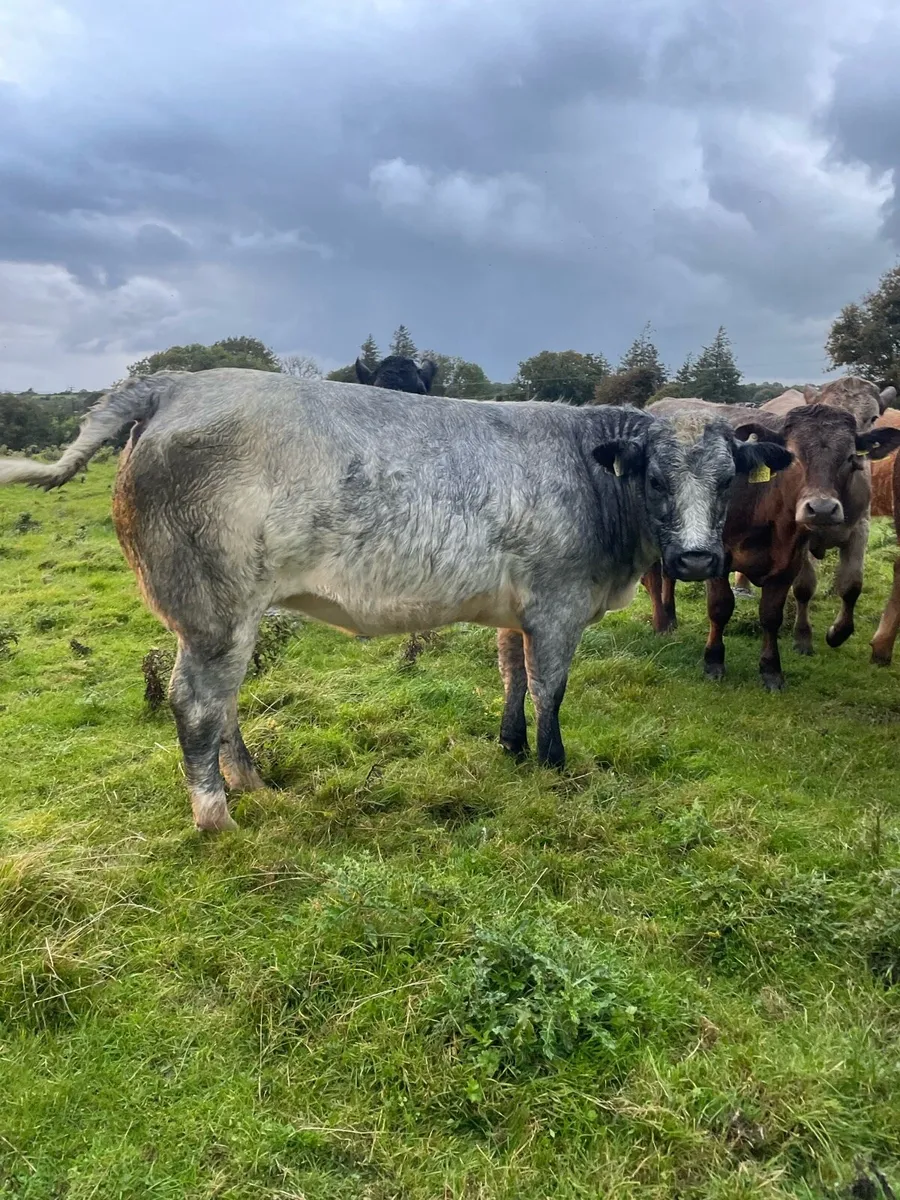 Heifers - Image 3