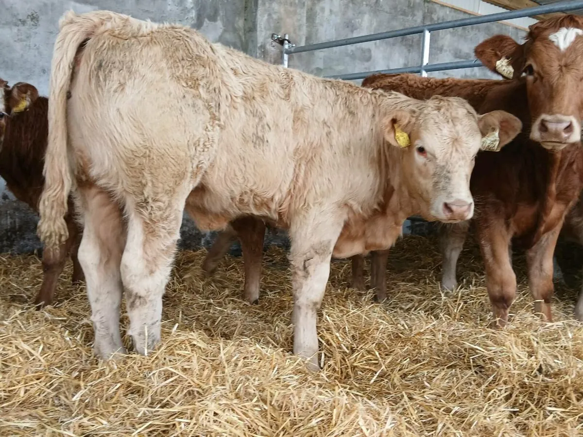 10 Super Heifer Weanlings - Image 1
