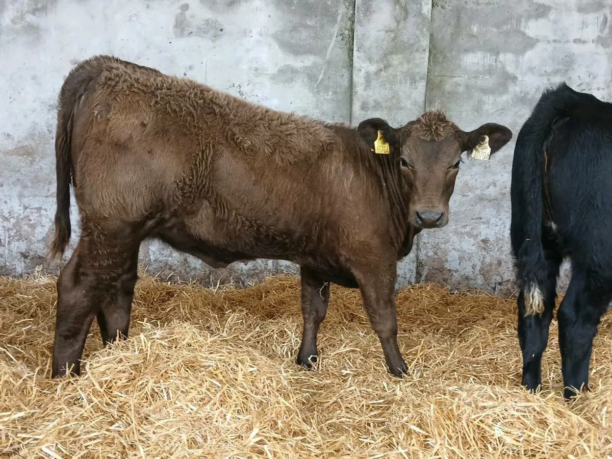 10 Super Heifer Weanlings - Image 2