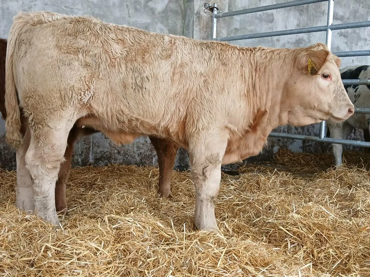 10 Super Heifer Weanlings - Image 3