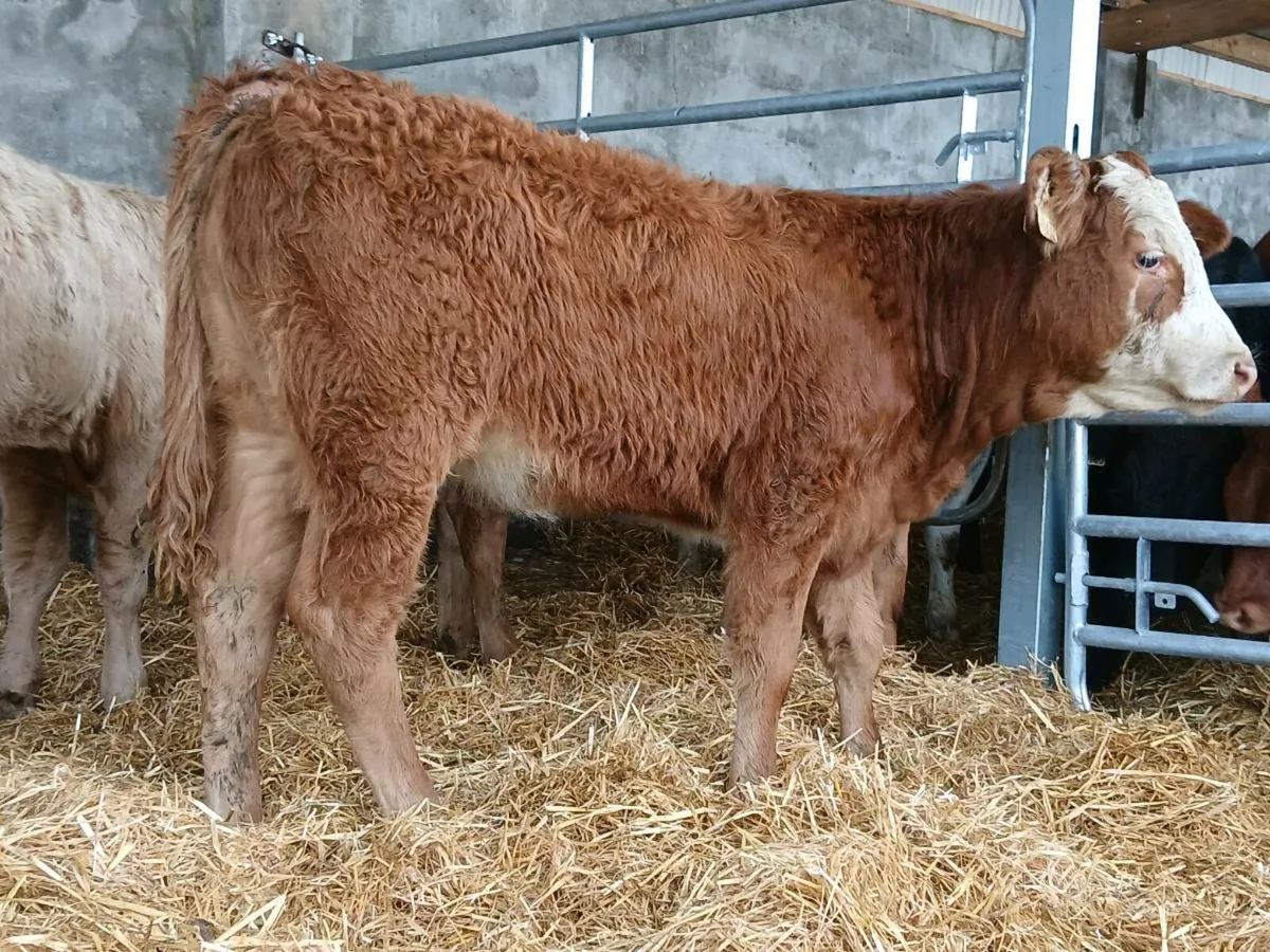 10 Super Heifer Weanlings - Image 4