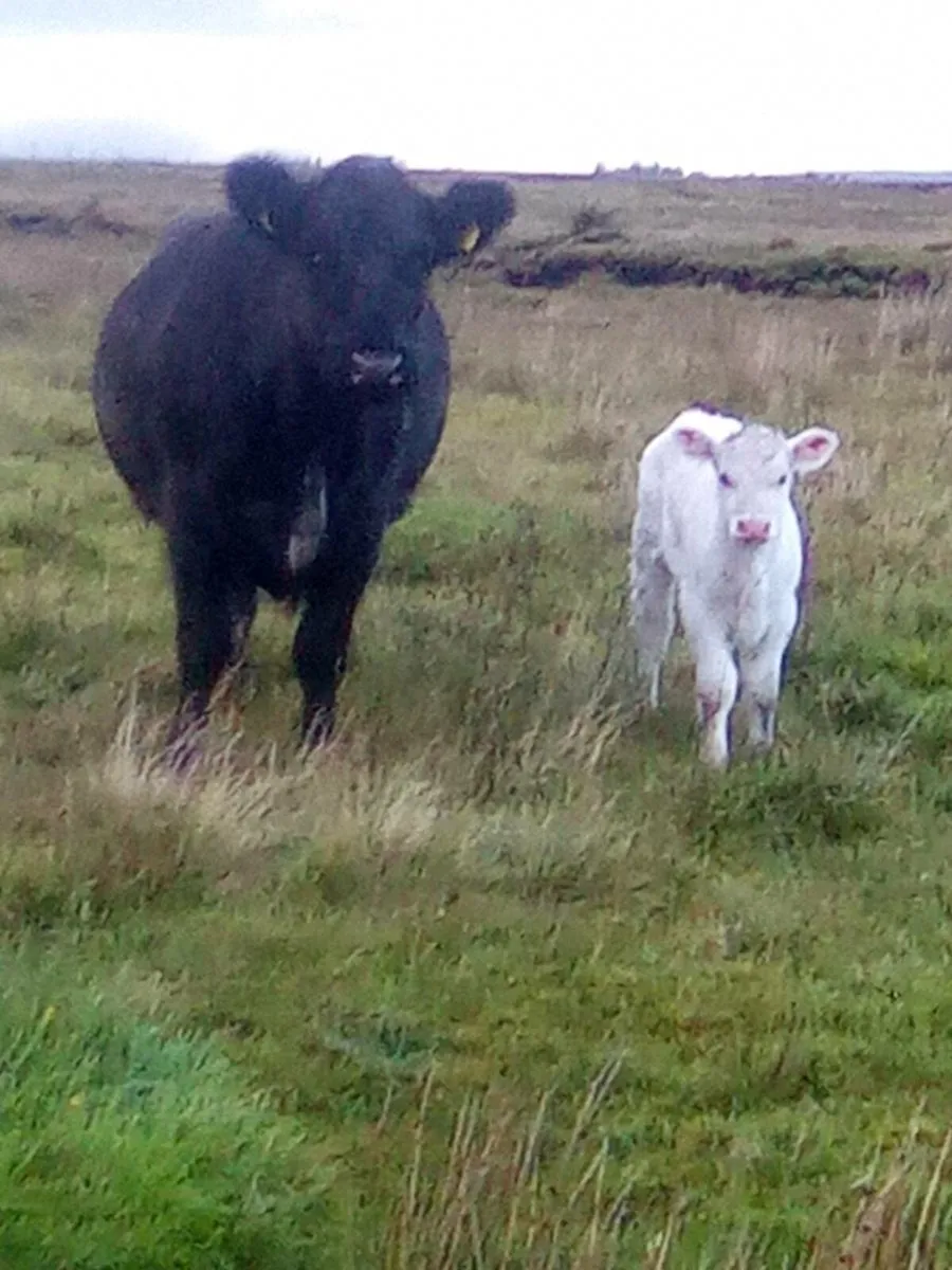 Blue Shorthorn cow and calf - Image 1