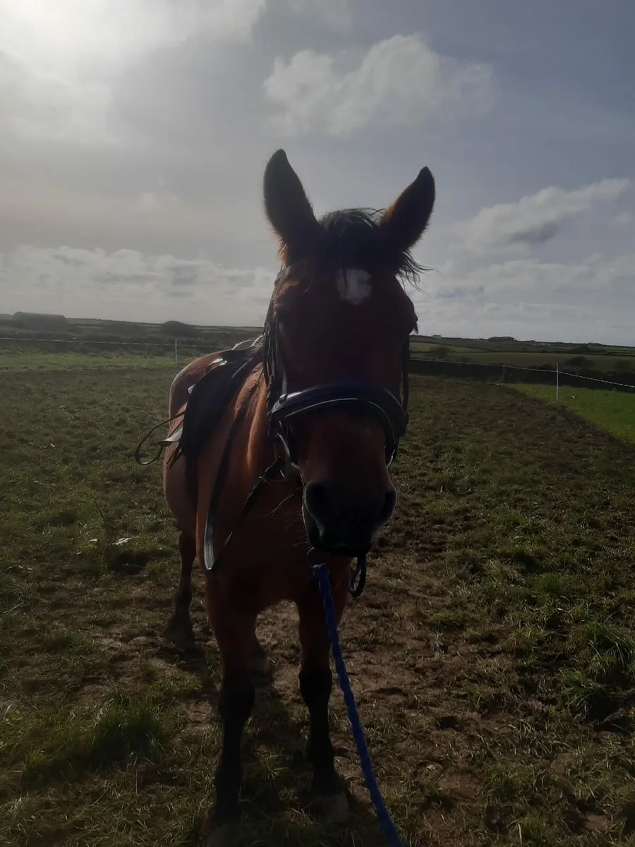 Pony - Image 1