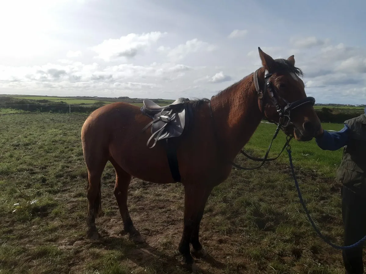 Pony - Image 2