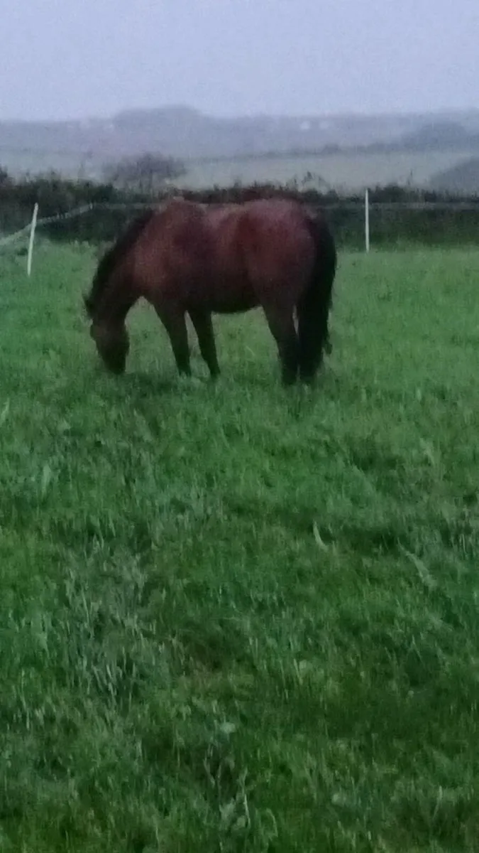 Pony - Image 3