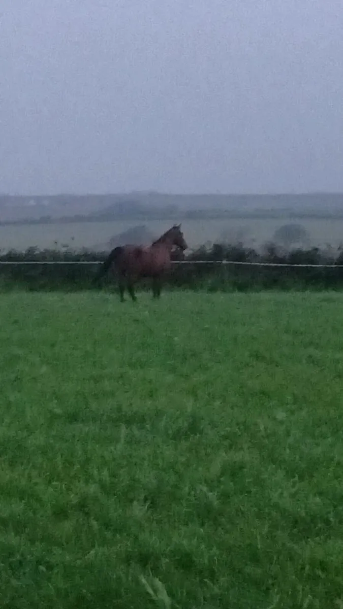 Pony - Image 4