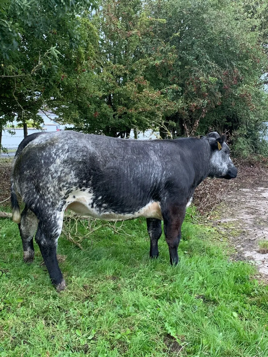 Springer - Image 1