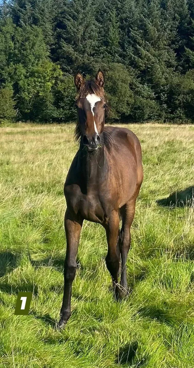 Filly foals for Sale - Image 1