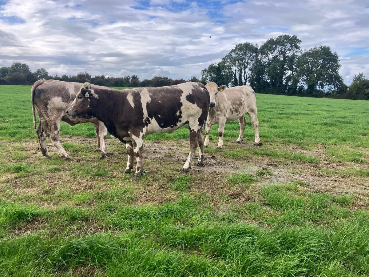 12 lovely Charolais heifers - Image 1