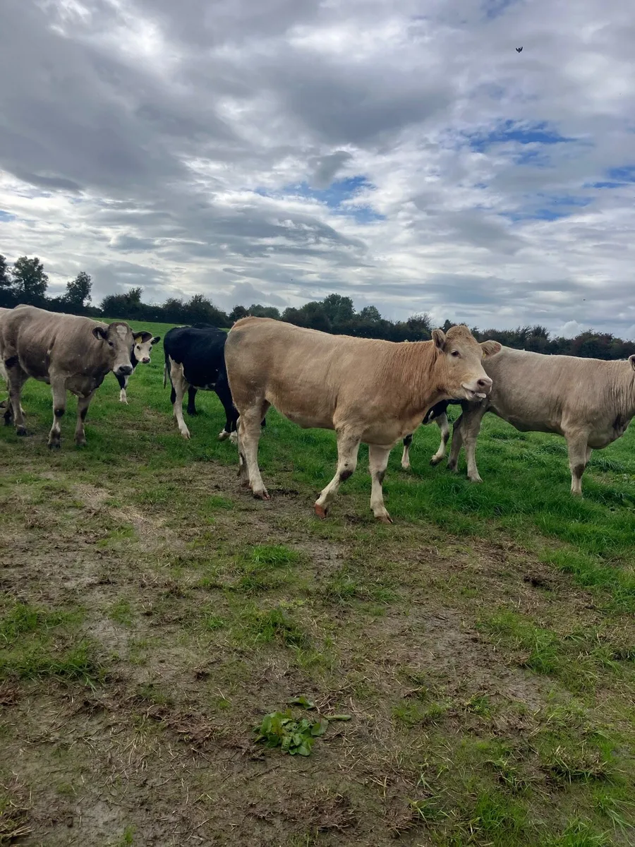 12 lovely Charolais heifers - Image 2