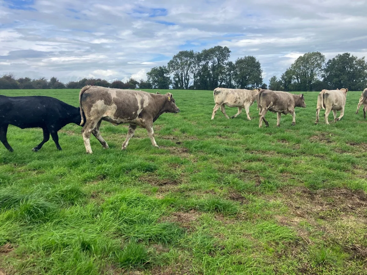 12 lovely Charolais heifers - Image 3