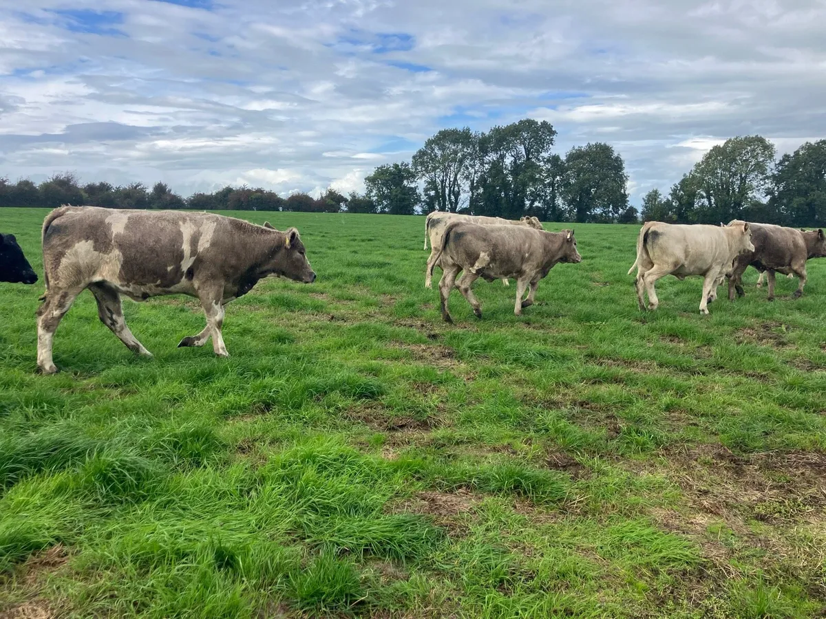 12 lovely Charolais heifers - Image 4