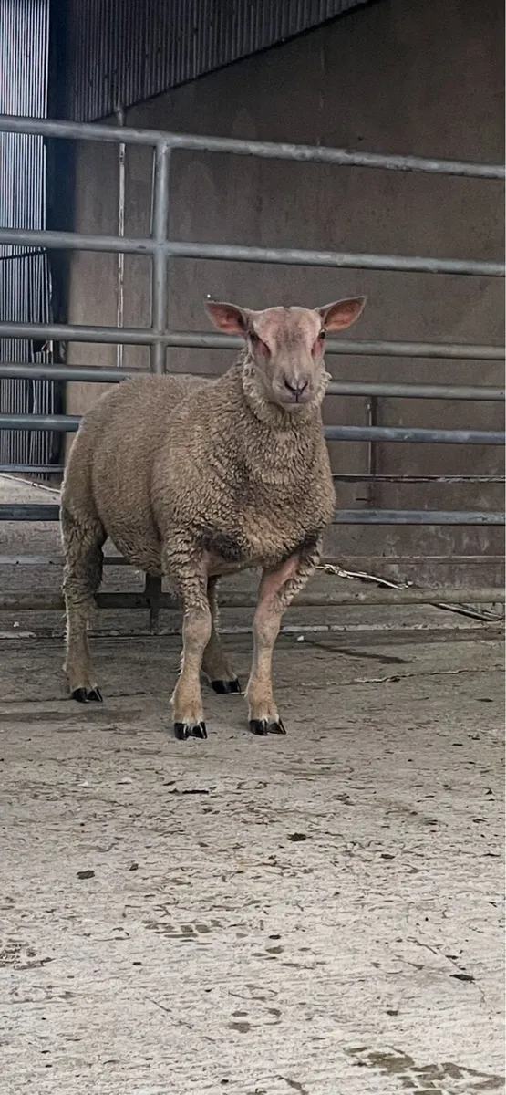 Pedigree Charlois Ram lamb/Chartex RamLamb - Image 3