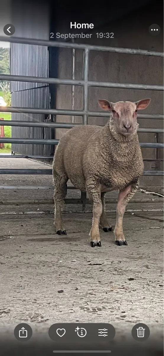 Pedigree Charlois Ram lamb/Chartex RamLamb - Image 1