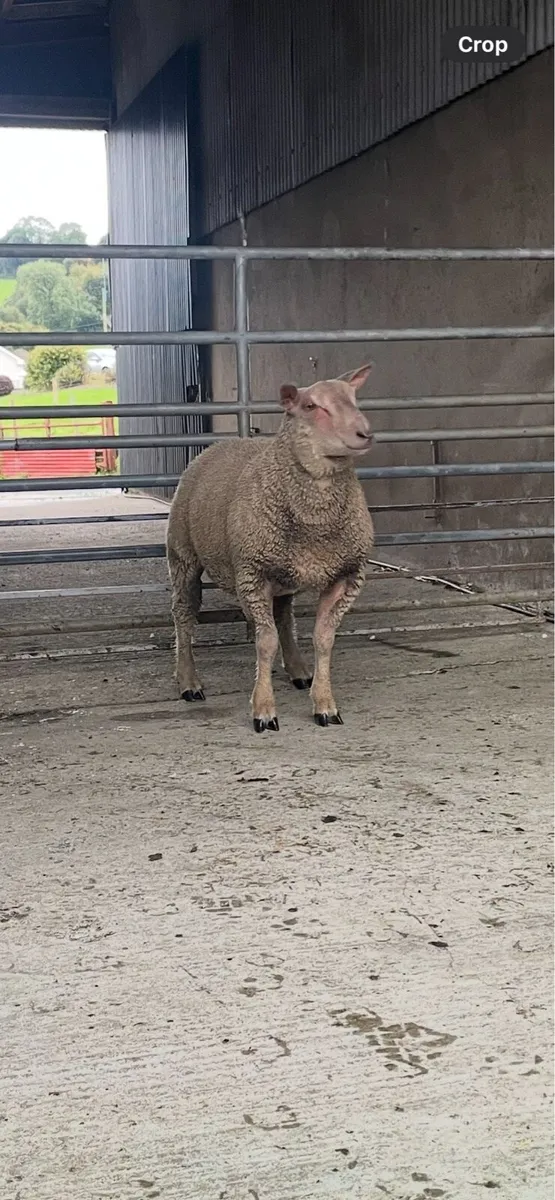 Pedigree Charlois Ram lamb/Chartex RamLamb - Image 2