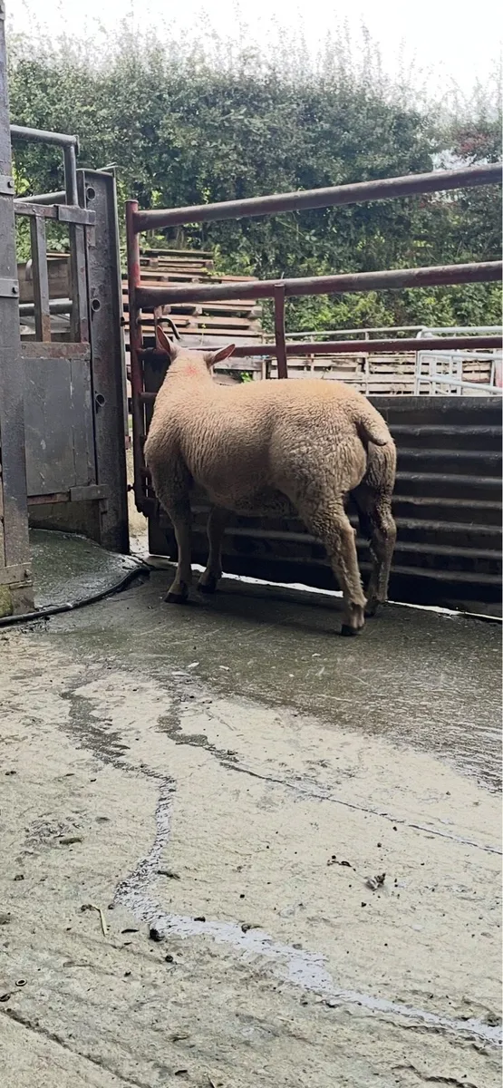 Pedigree Charlois Ram lamb/Chartex RamLamb - Image 4