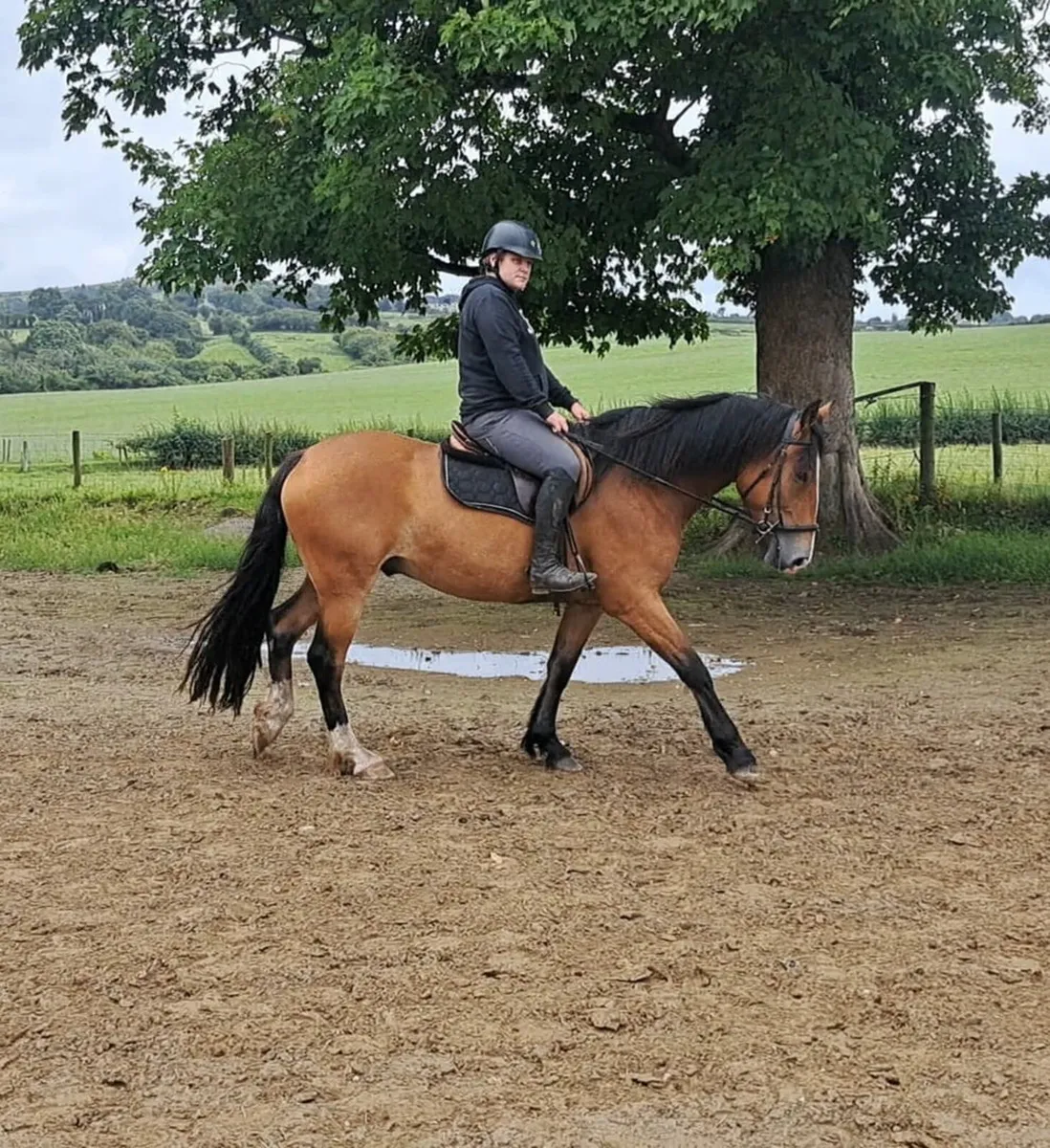🌟Everyone's dream gelding🌟 - Image 1