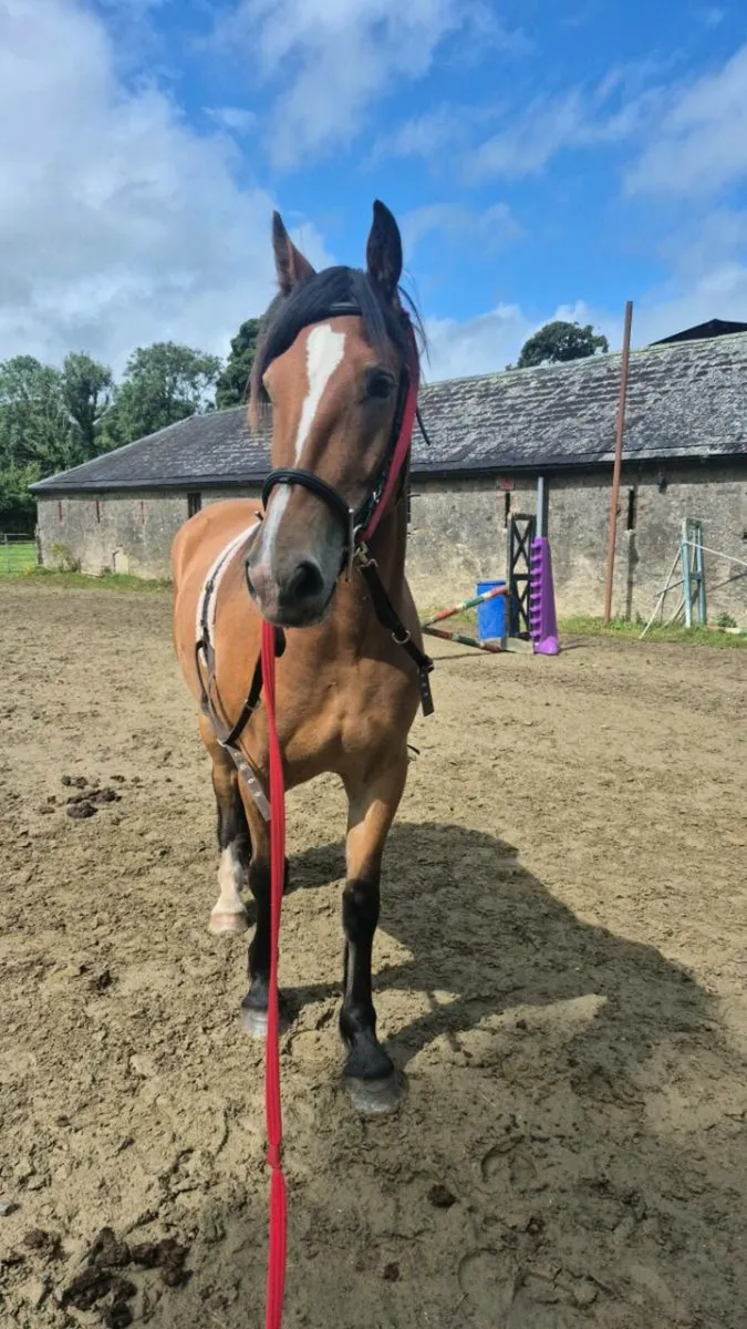 🌟Everyone's dream gelding🌟 - Image 2