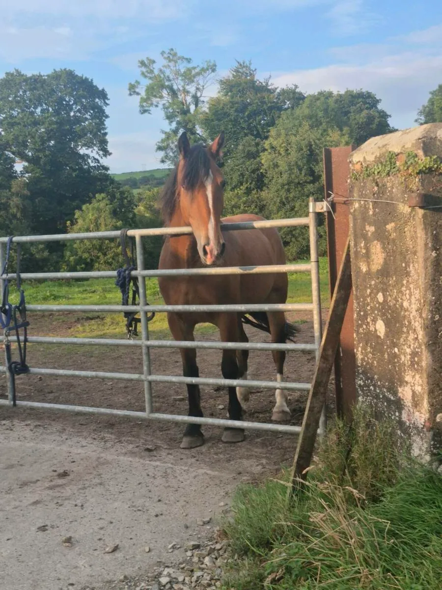 🌟Everyone's dream gelding🌟 - Image 3