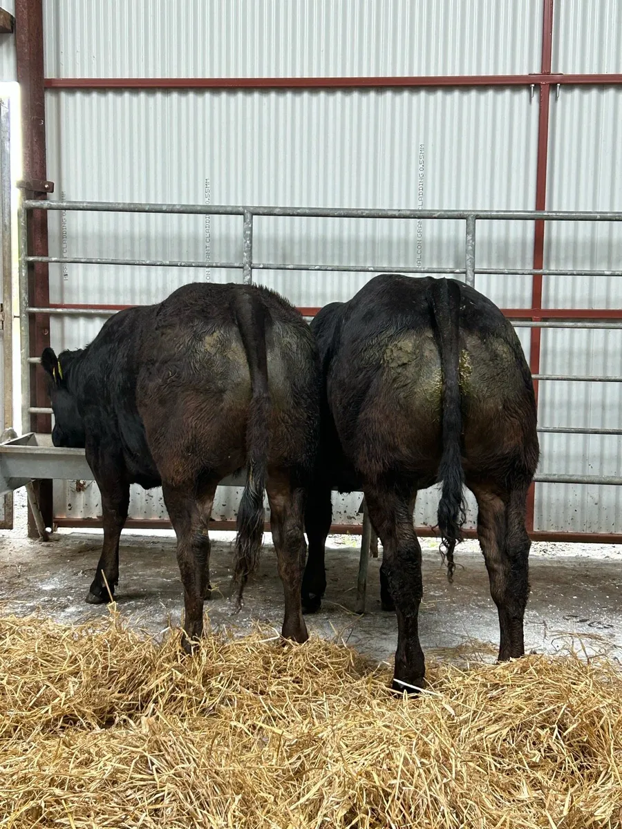 Serious U Grading Heifers - Image 1
