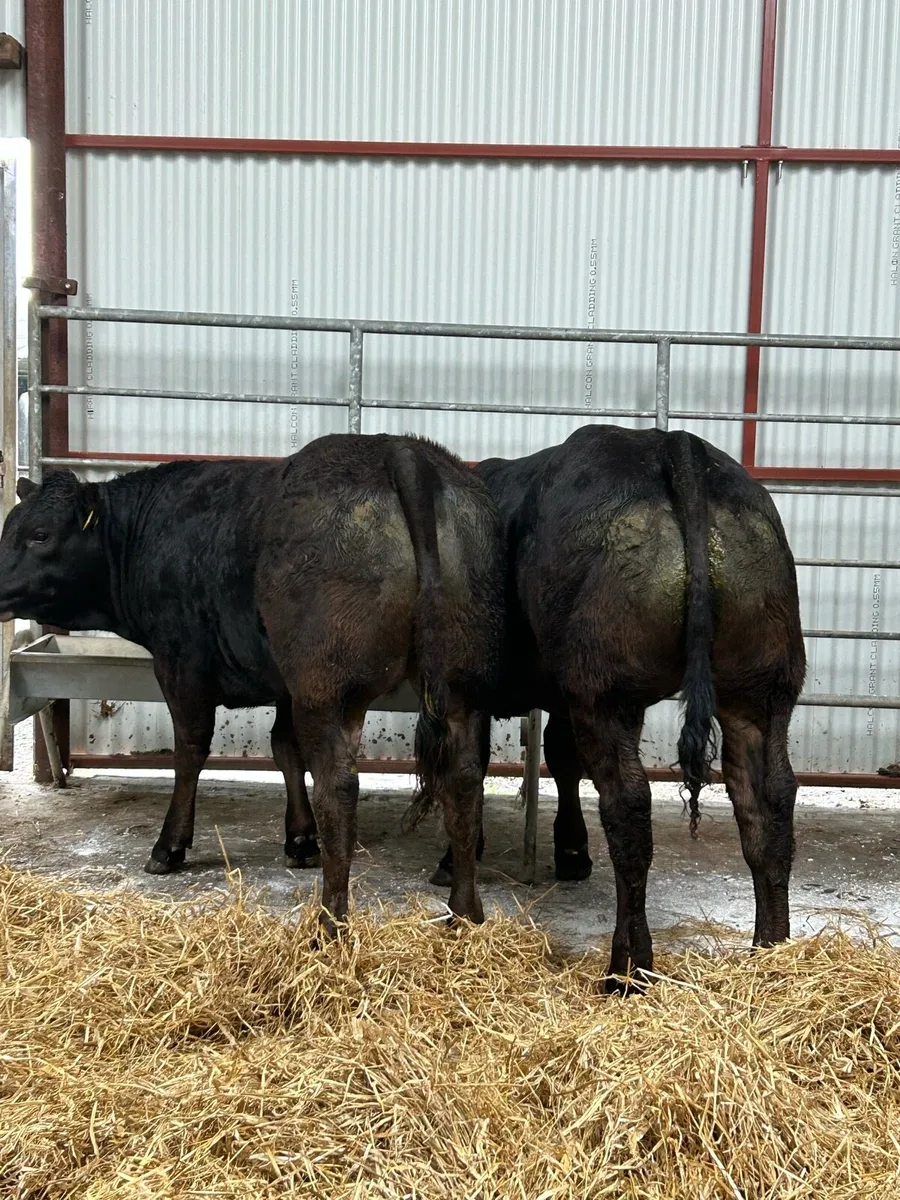 Serious U Grading Heifers - Image 4