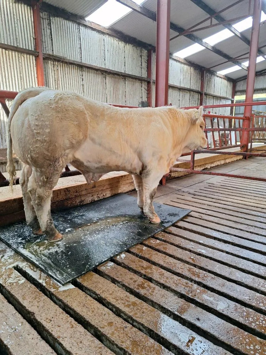 Purebred charolais bull - Image 1