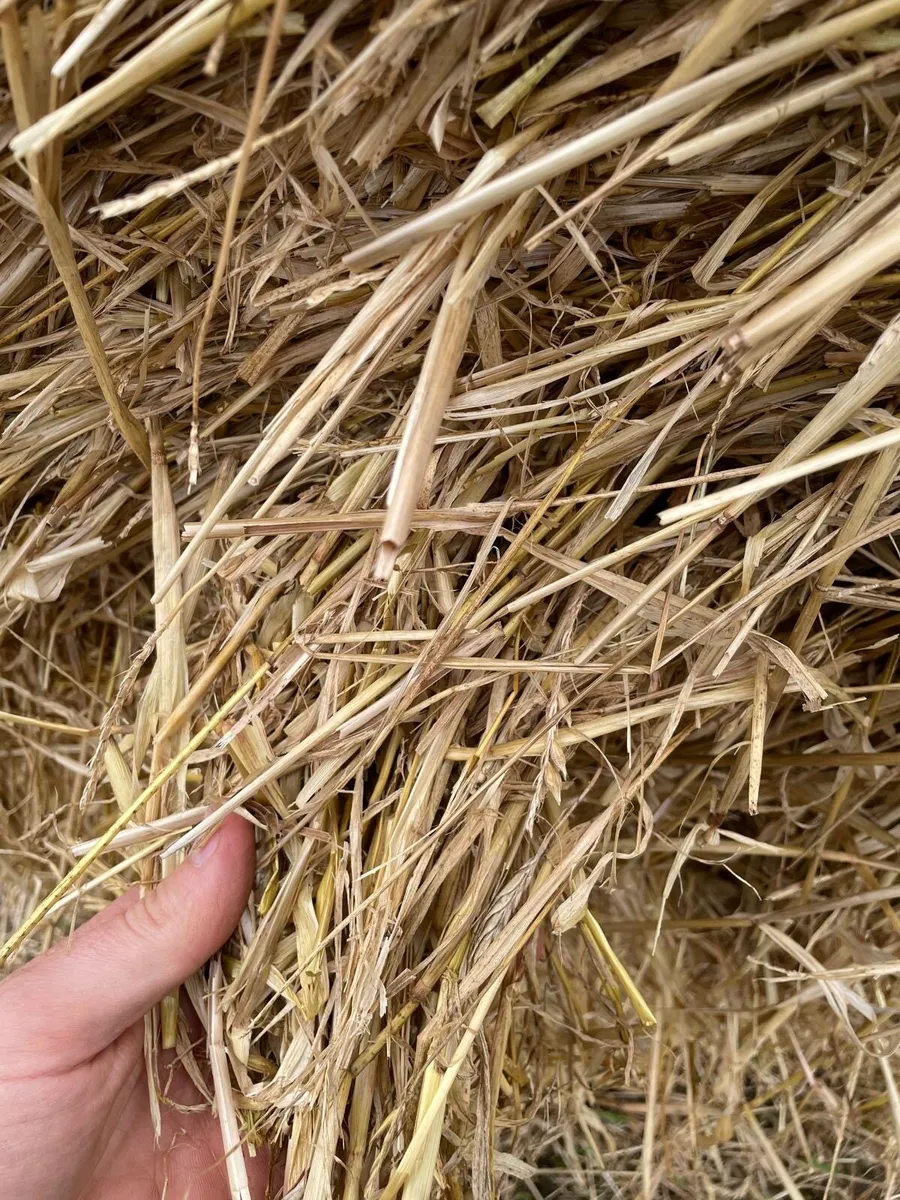 Straw - Image 2