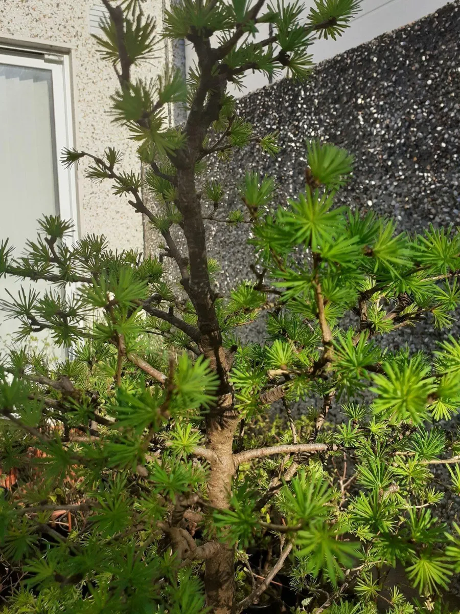 Bonsai Trees - Image 1