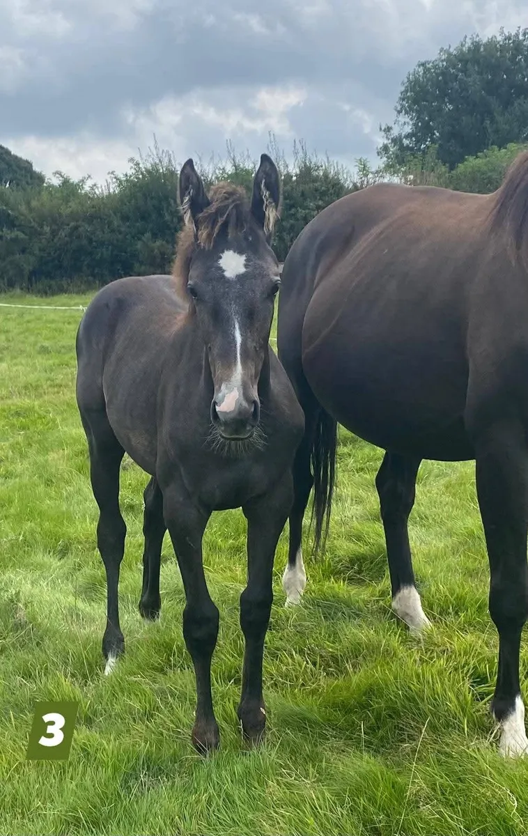 Filly foals for Sale - Image 2