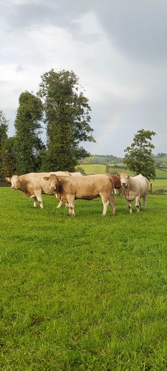 Continental Cattle - Image 1