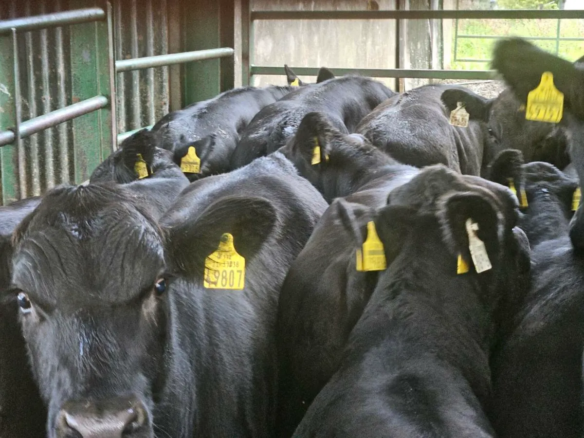 22 smashing Angus bullocks for sale - Image 2