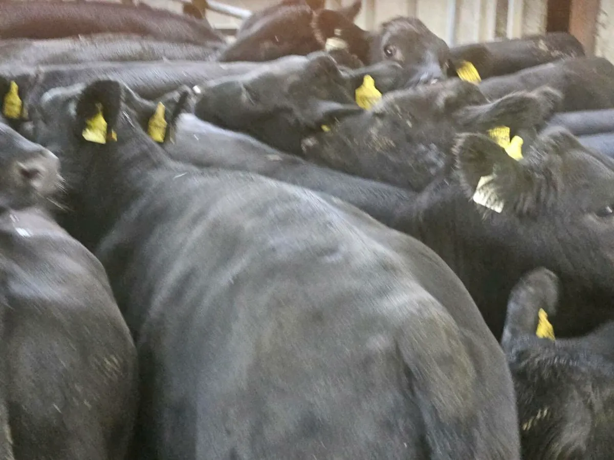 22 smashing Angus bullocks for sale - Image 3