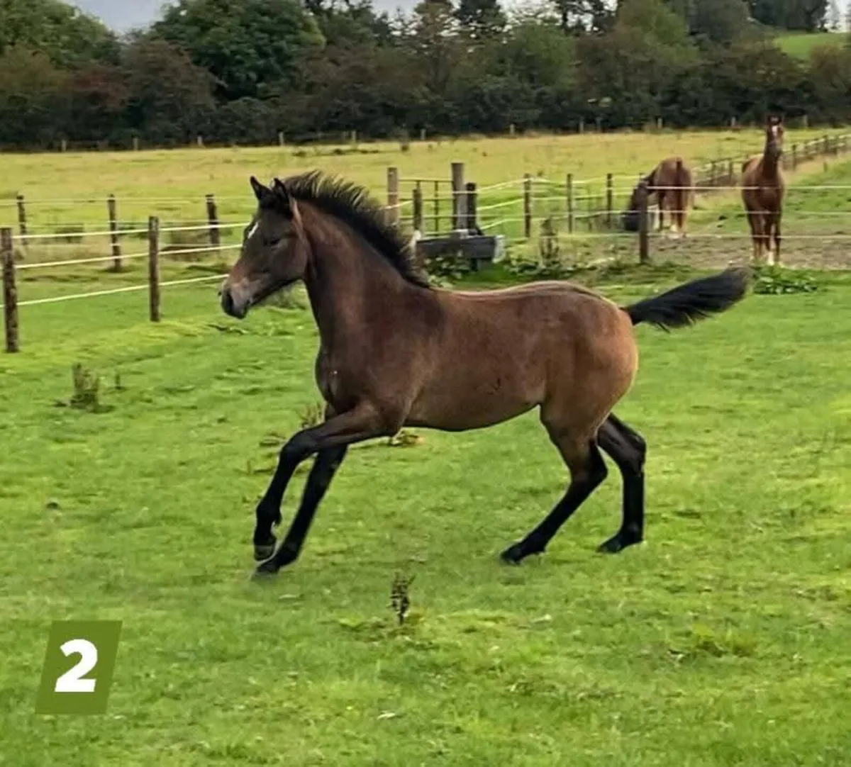 Filly foals for Sale - Image 3