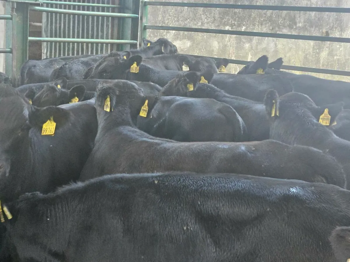 22 smashing Angus bullocks for sale - Image 1