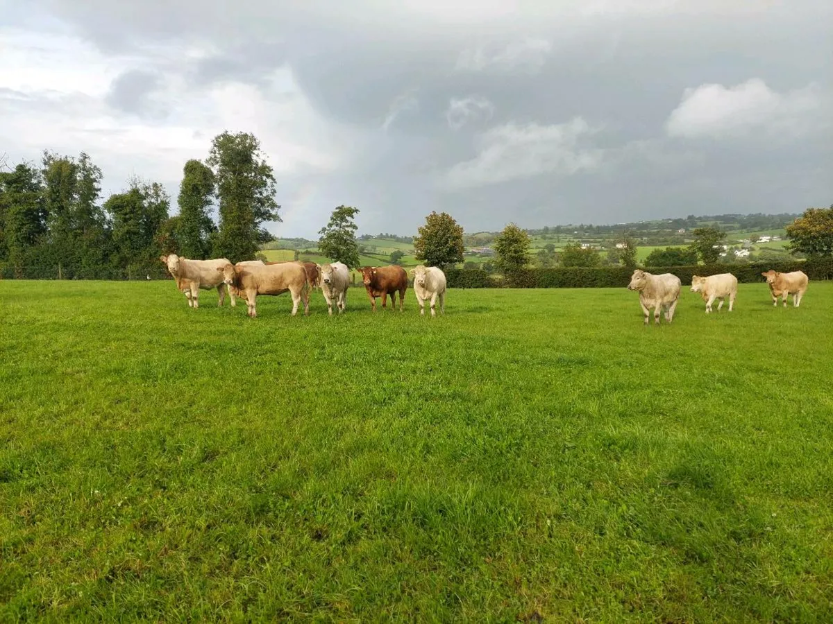 Continental Cattle - Image 2