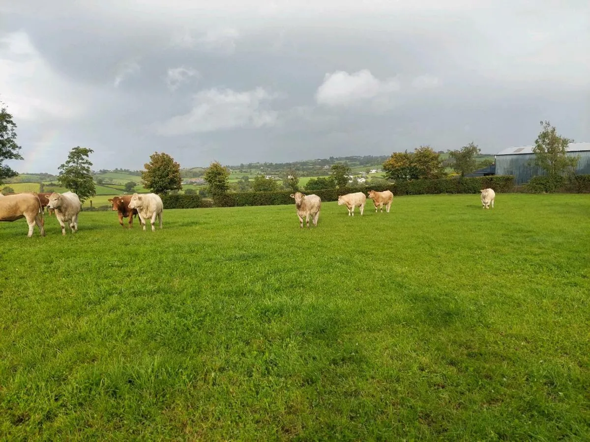 Continental Cattle - Image 3