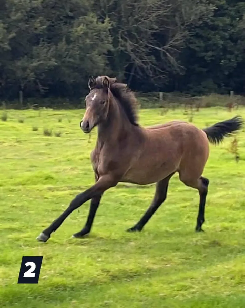 Filly foals for Sale - Image 4