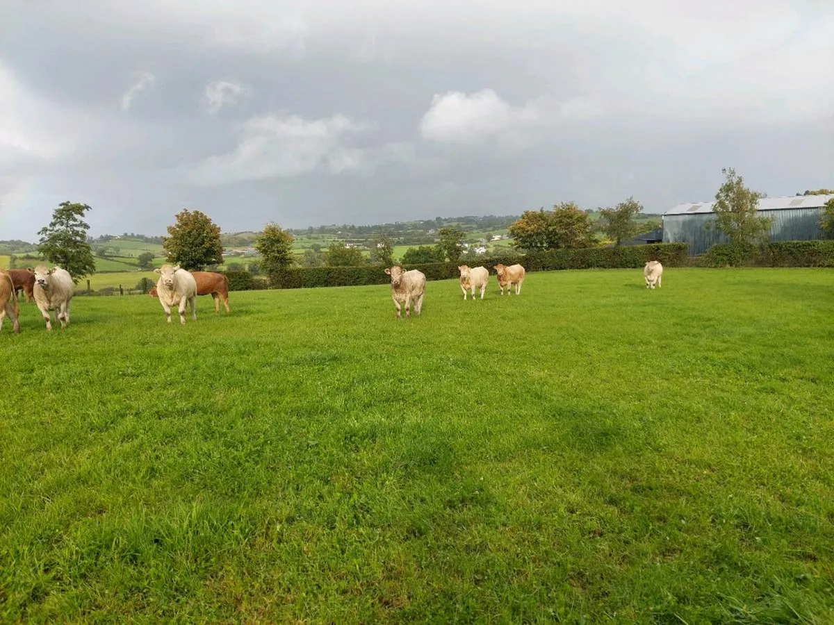 Continental Cattle - Image 4