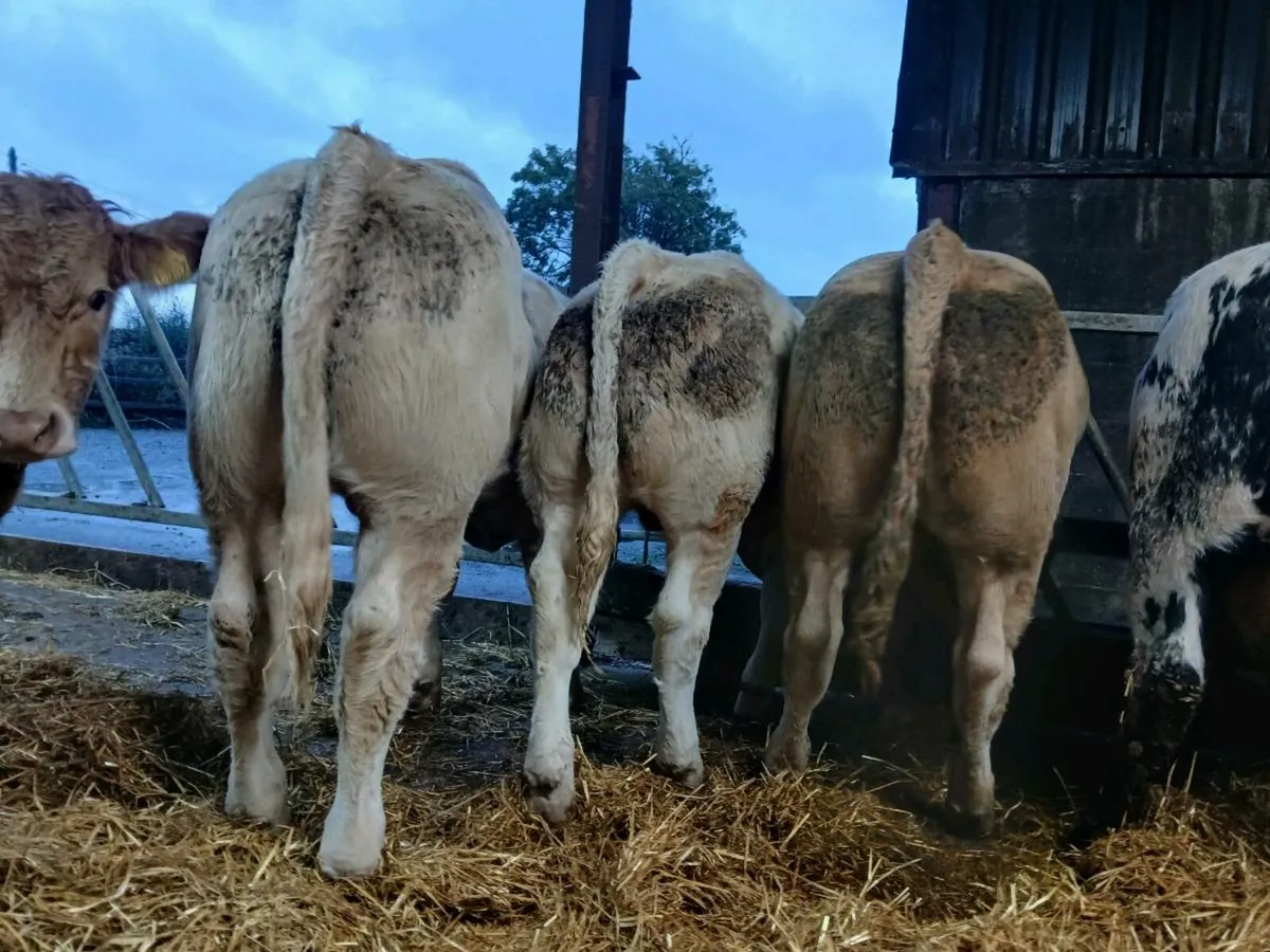 30 Super Quality Bull Weanlings - Image 2