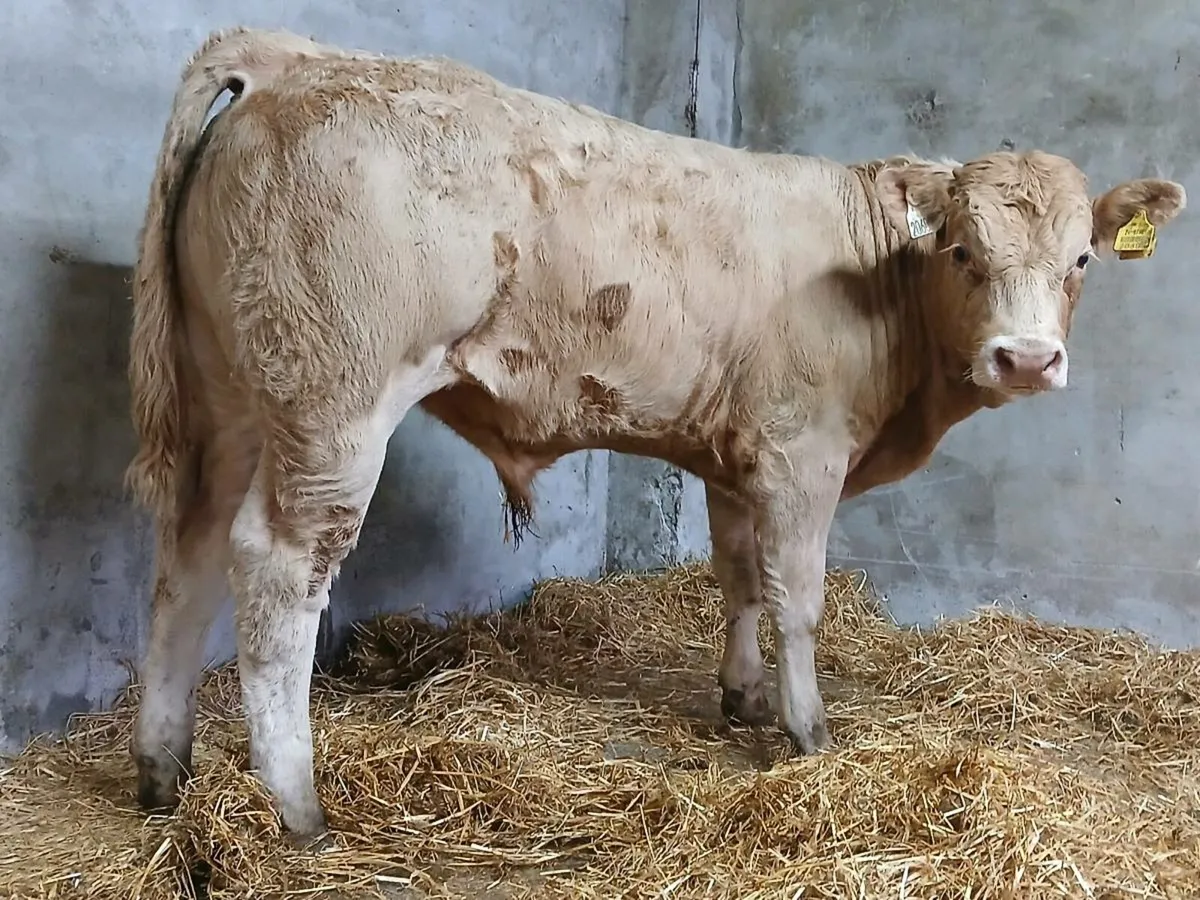 30 Super Quality Bull Weanlings - Image 3