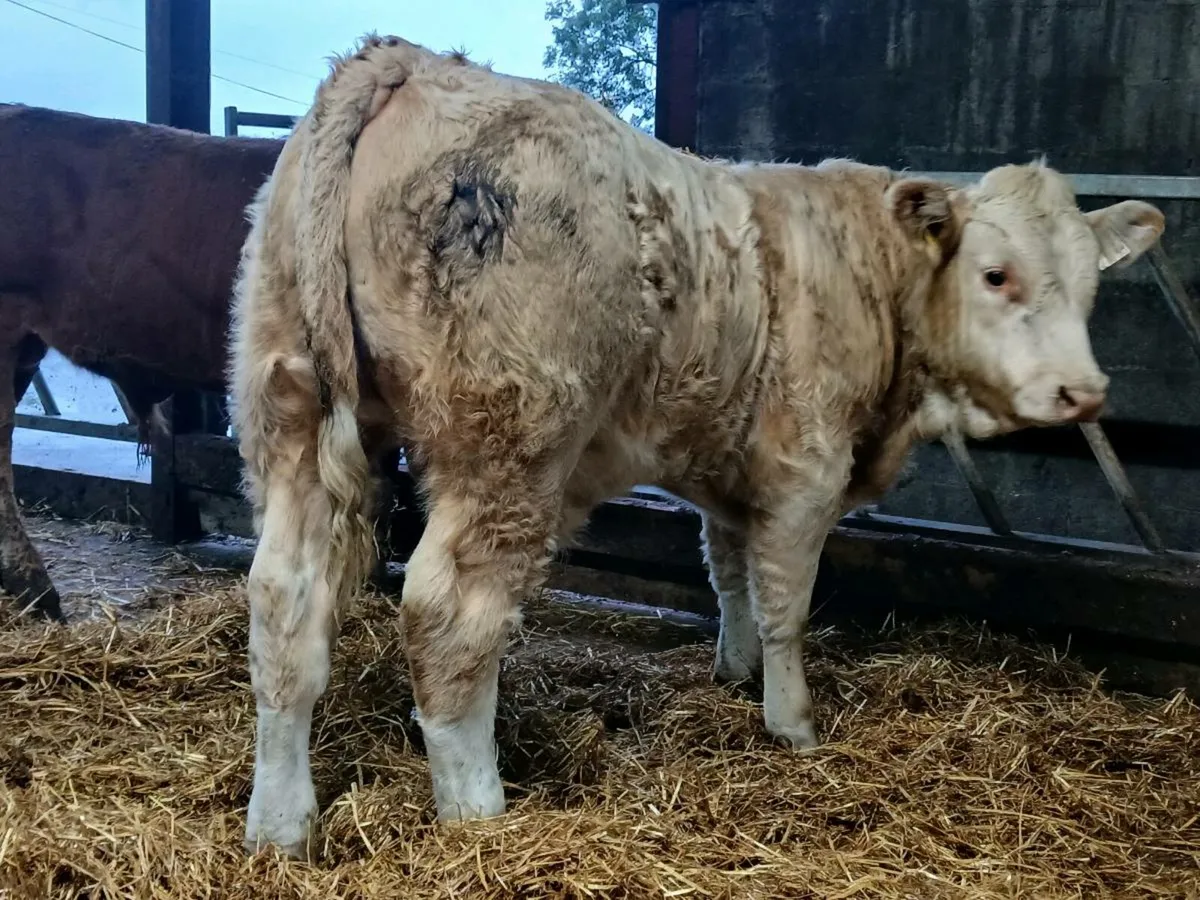 30 Super Quality Bull Weanlings - Image 4
