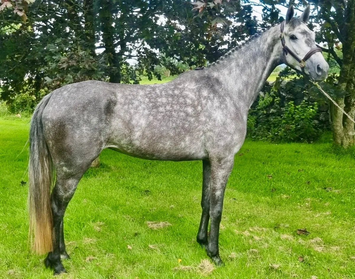 Horse - Image 1