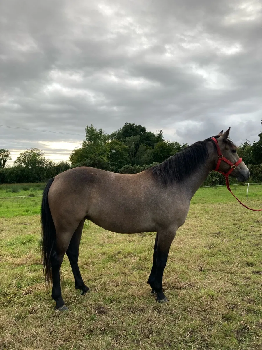 Class 1 Connemara Filly - Image 1