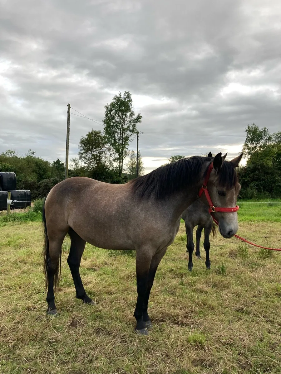 Class 1 Connemara Filly - Image 2