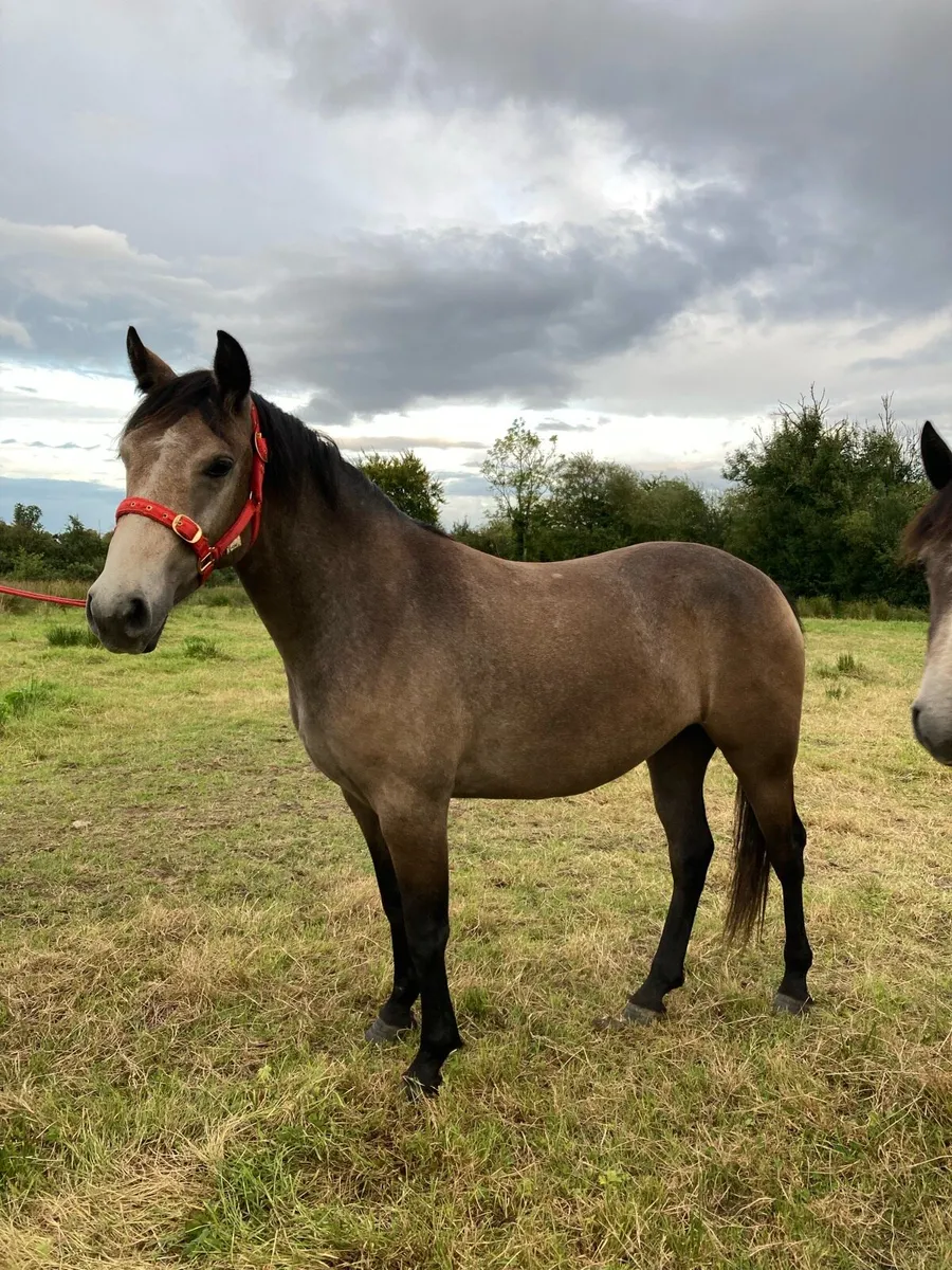 Class 1 Connemara Filly - Image 3
