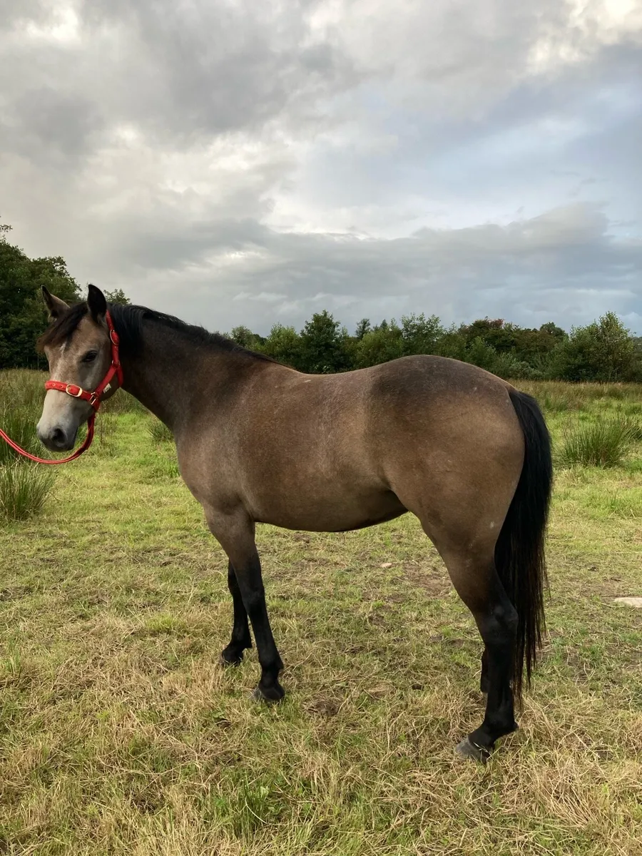 Class 1 Connemara Filly - Image 4